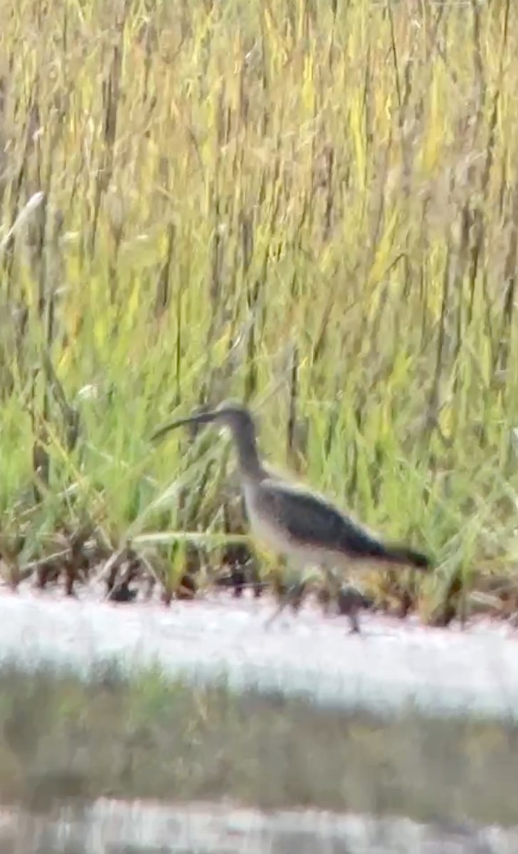 Whimbrel - ML634445054