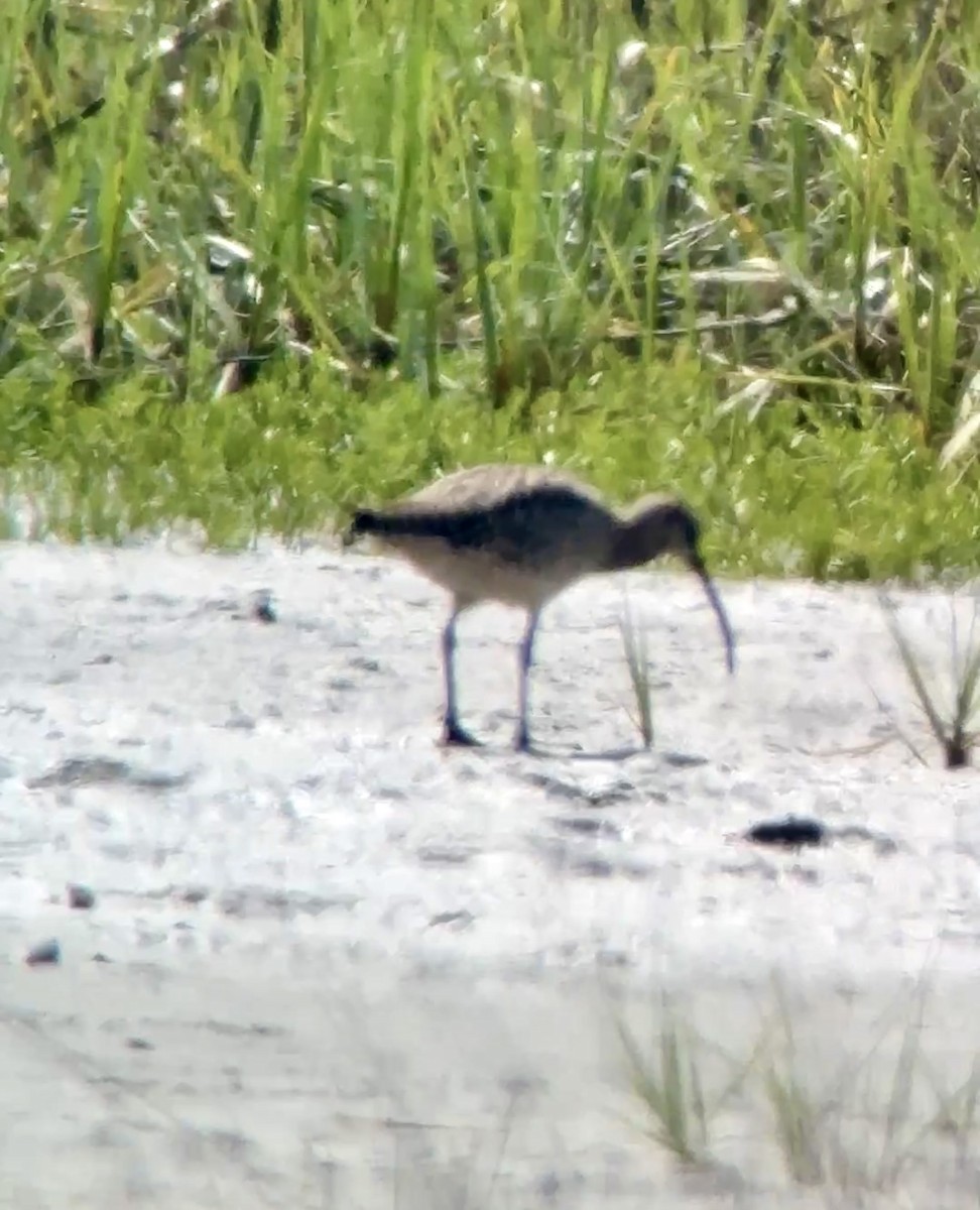 Whimbrel - ML634445055