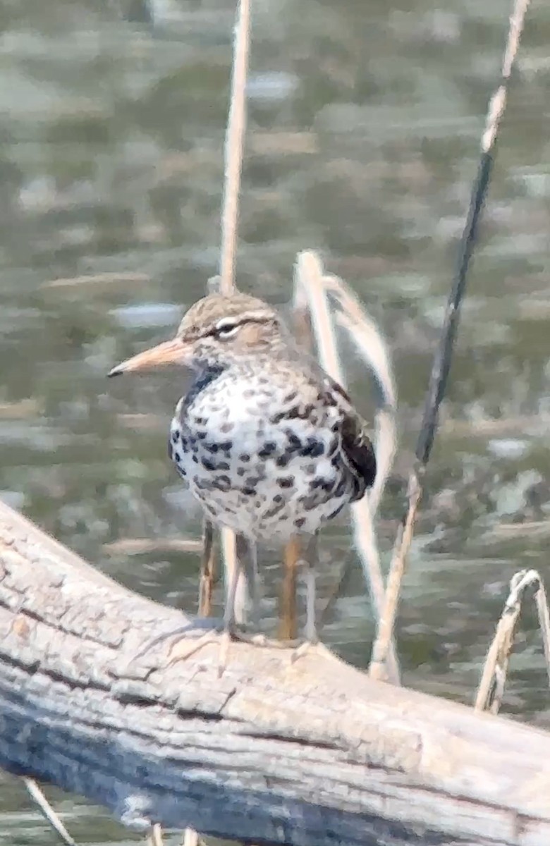 Spotted Sandpiper - ML634445066