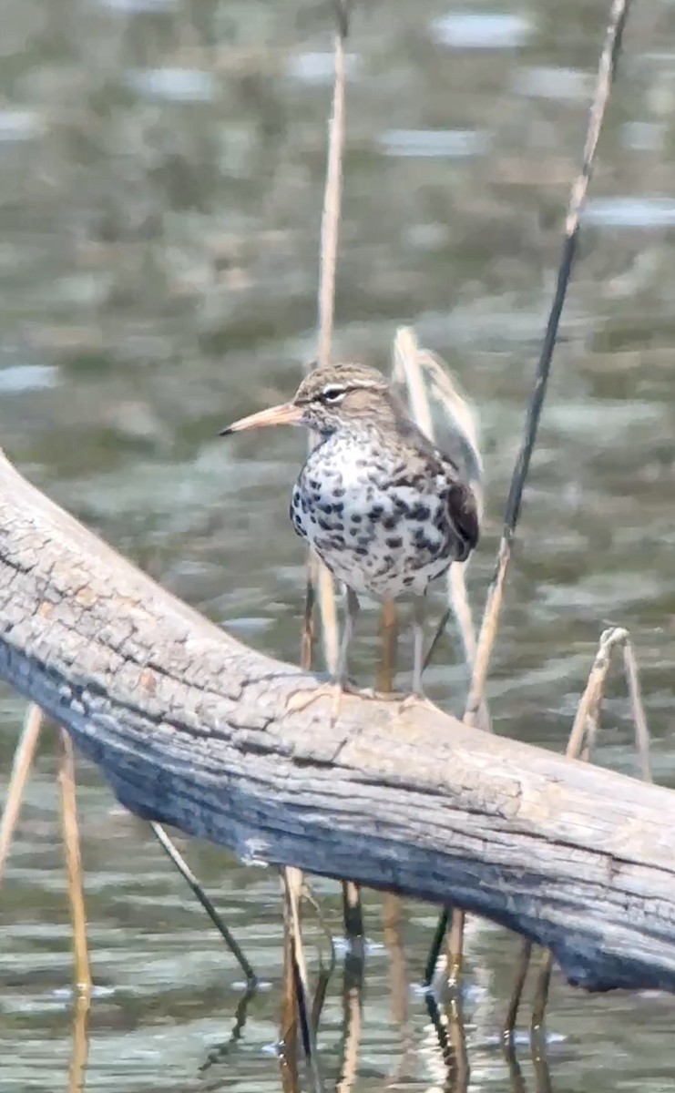 Spotted Sandpiper - ML634445067