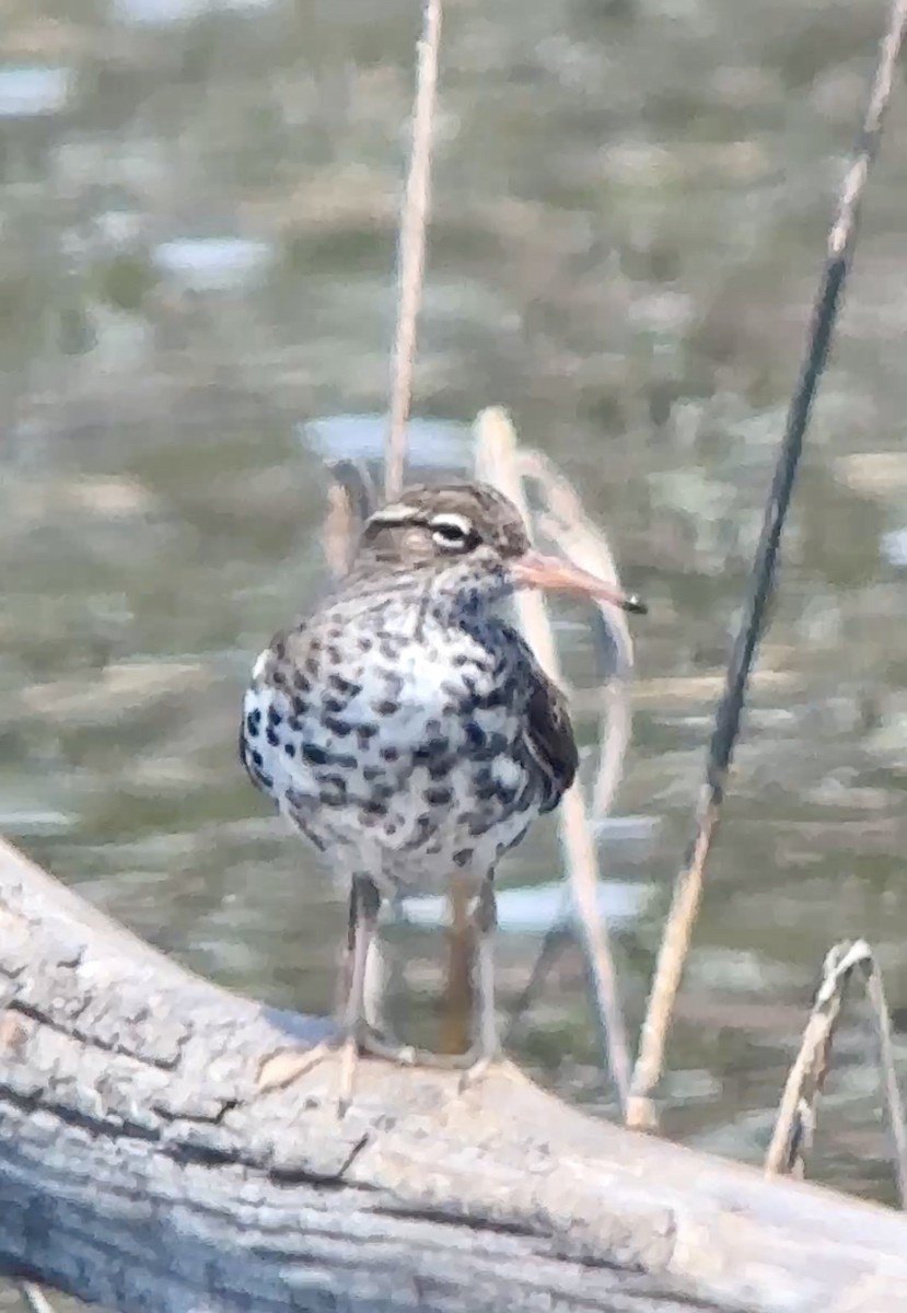 Spotted Sandpiper - ML634445068