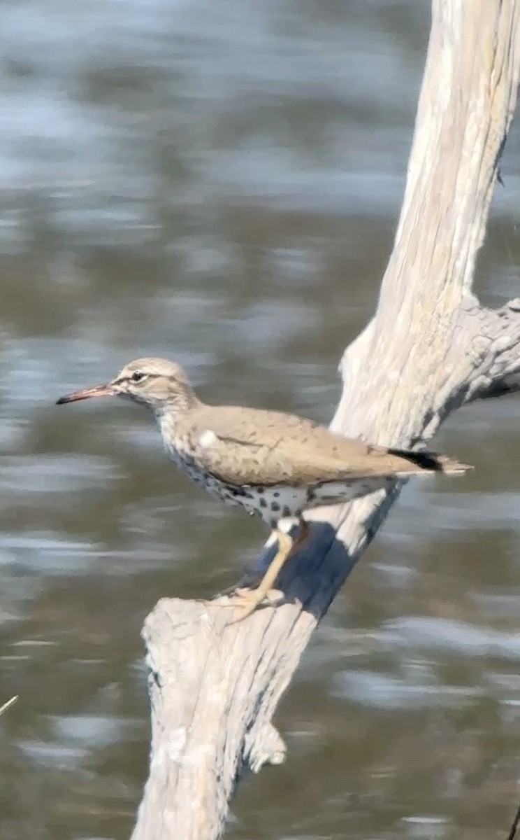 Spotted Sandpiper - ML634445069
