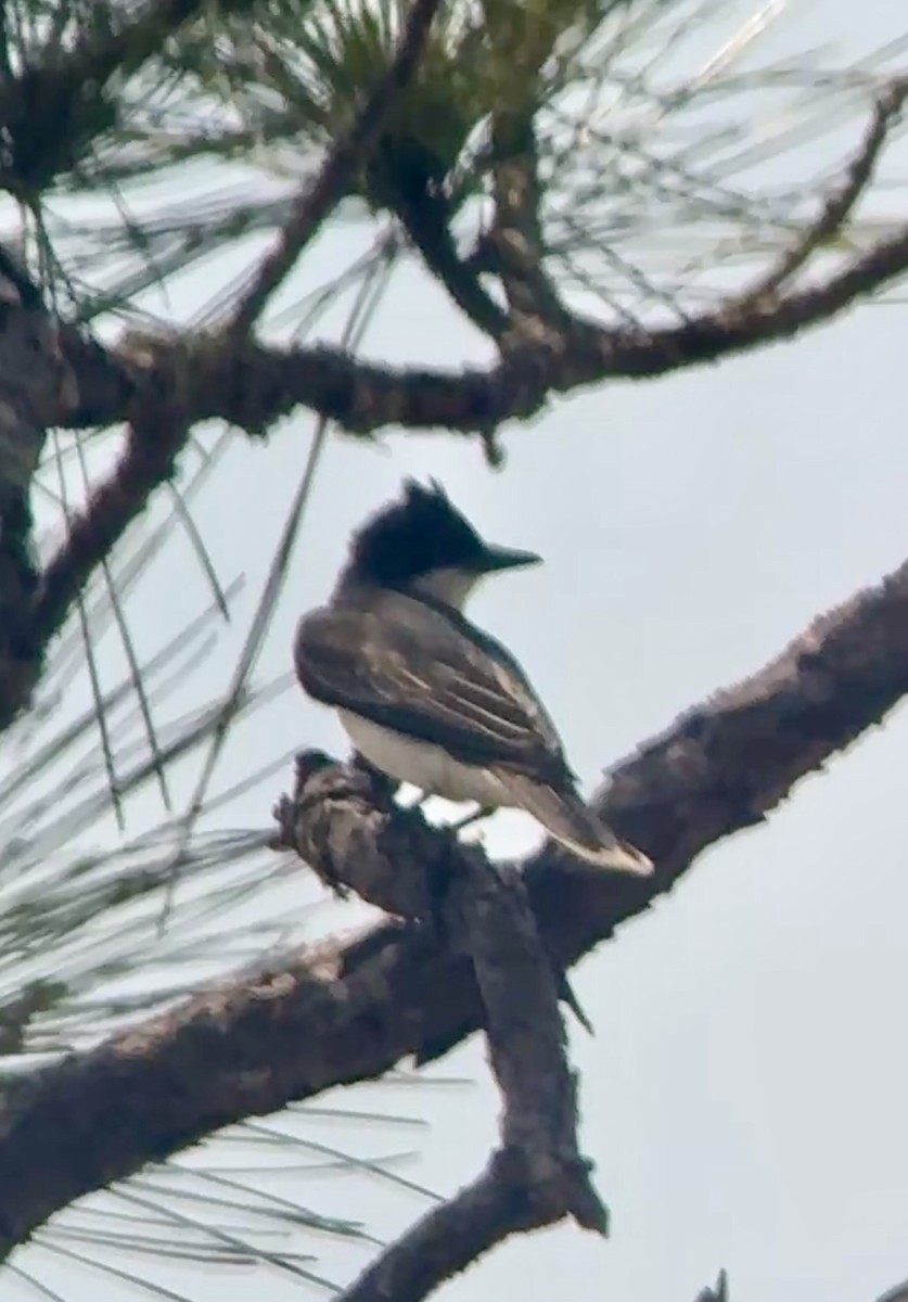 Eastern Kingbird - ML634445105