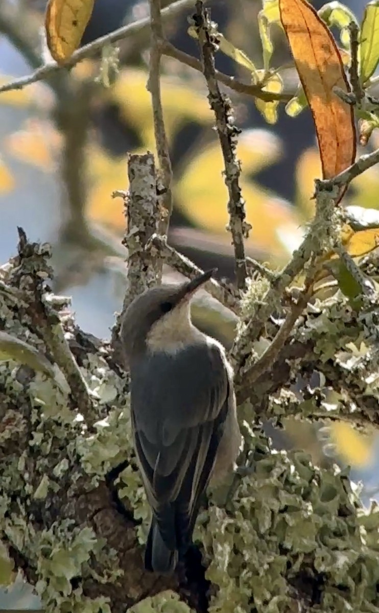 Brown-headed Nuthatch - ML634445114
