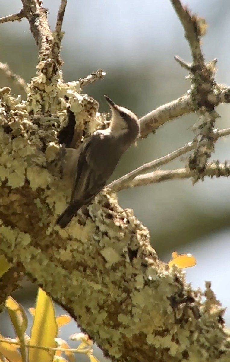 Brown-headed Nuthatch - ML634445115