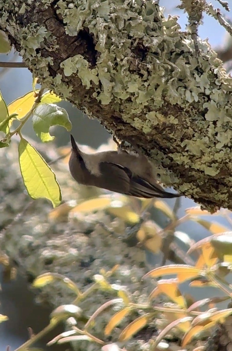 Brown-headed Nuthatch - ML634445116