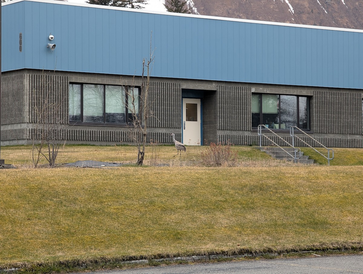 Sandhill Crane - ML634445126