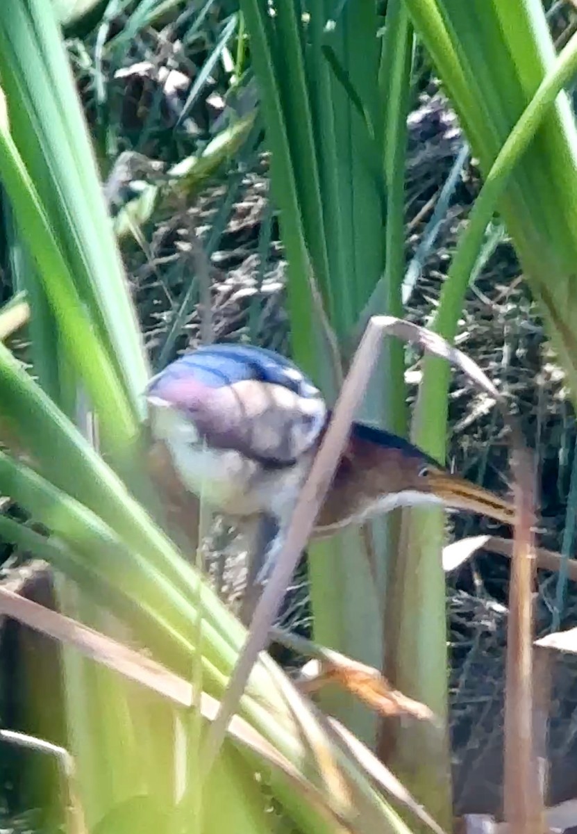 Least Bittern - ML634445150