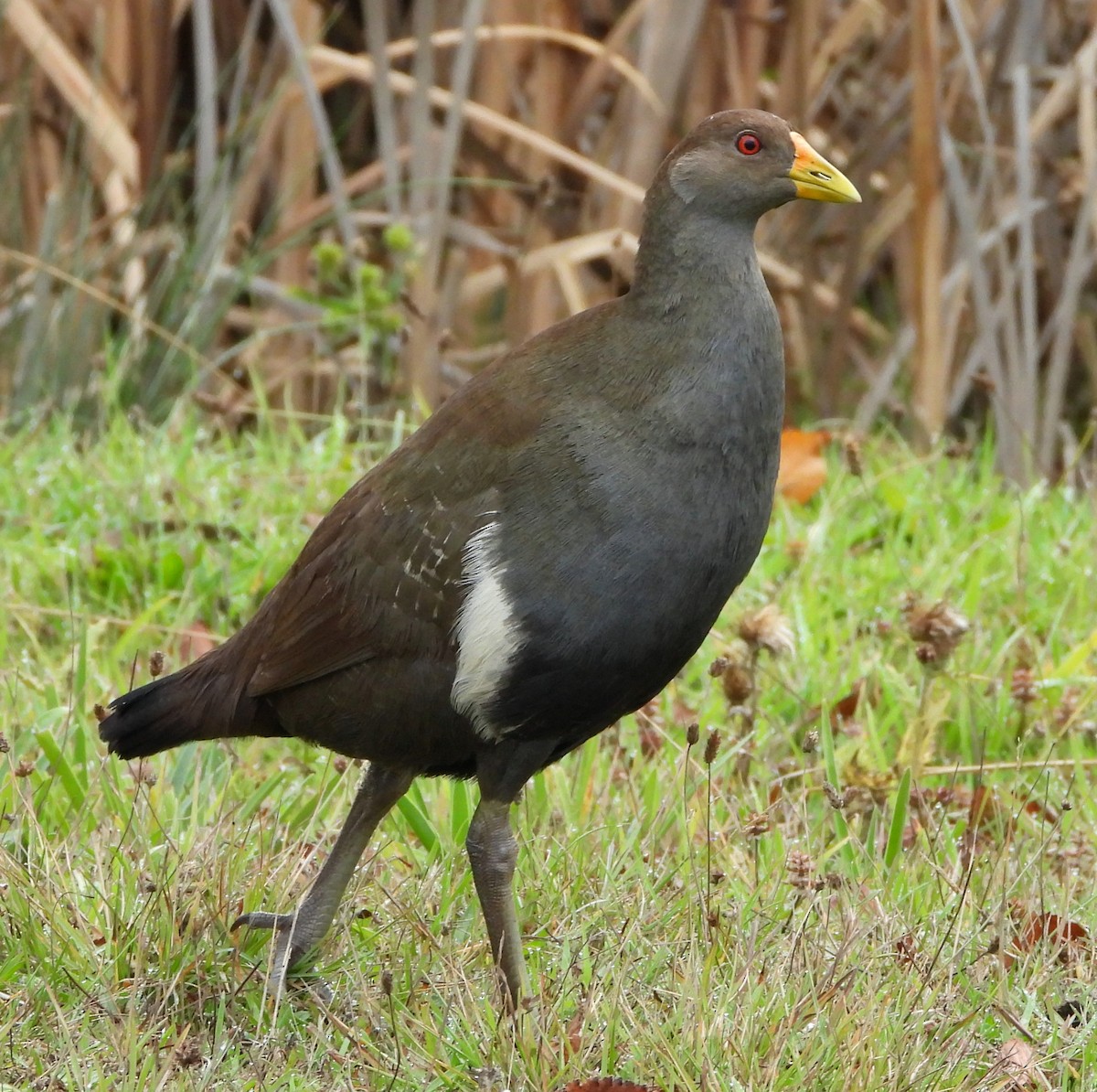 Tasmanian Nativehen - ML634445339
