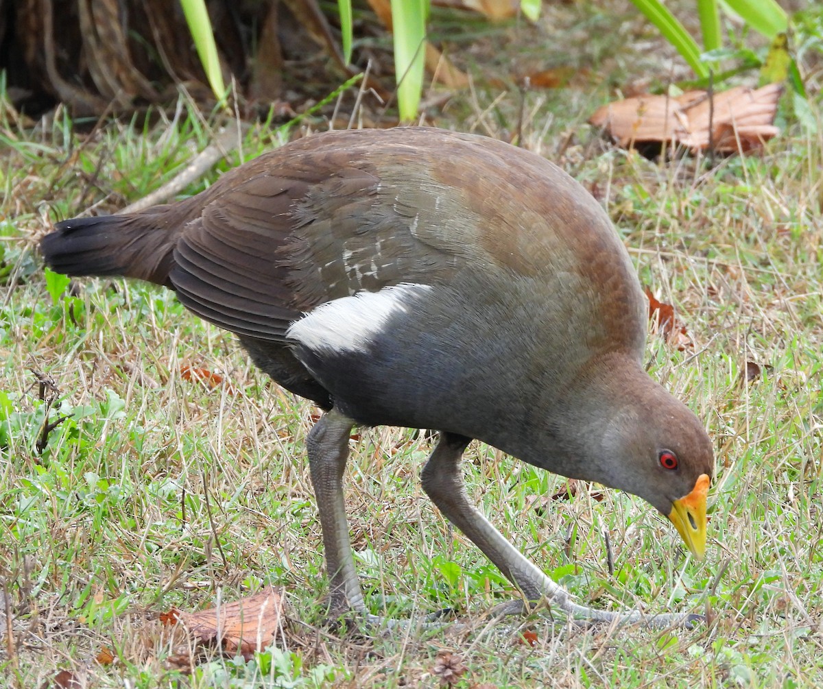 Tasmanian Nativehen - ML634445341