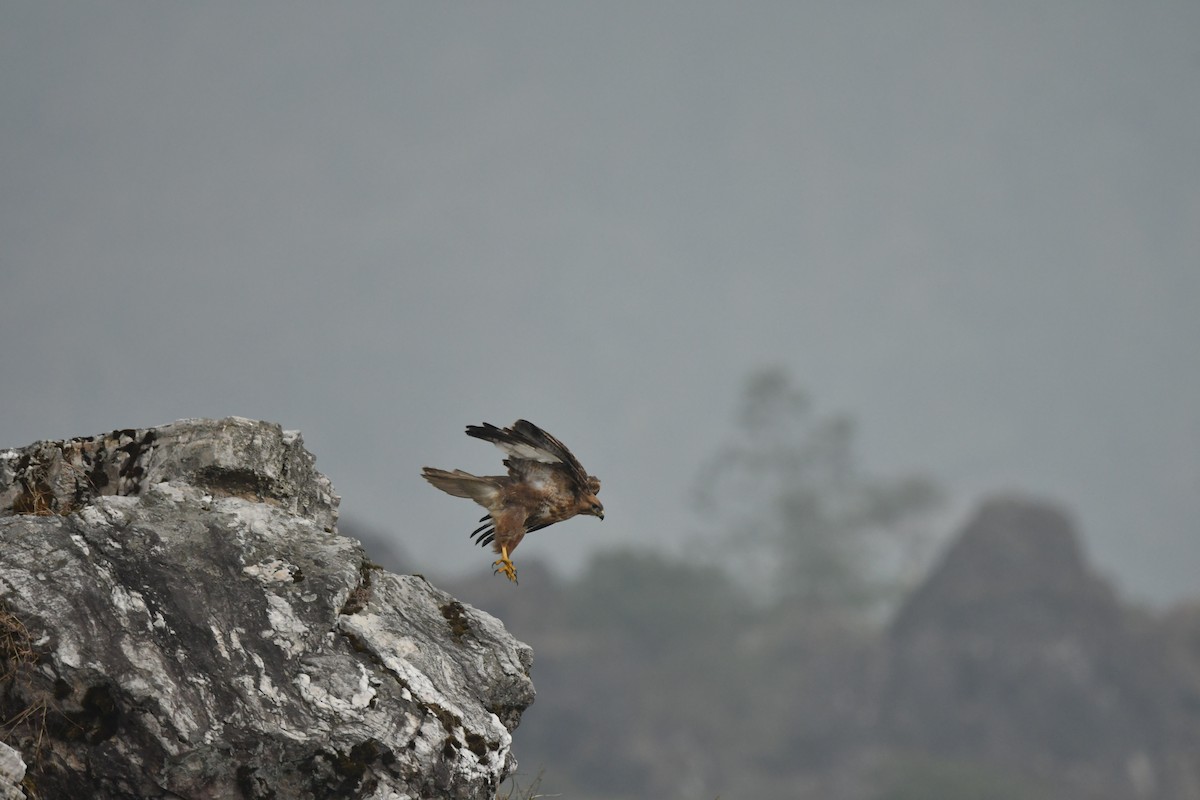 Himalayan Buzzard - ML634445415