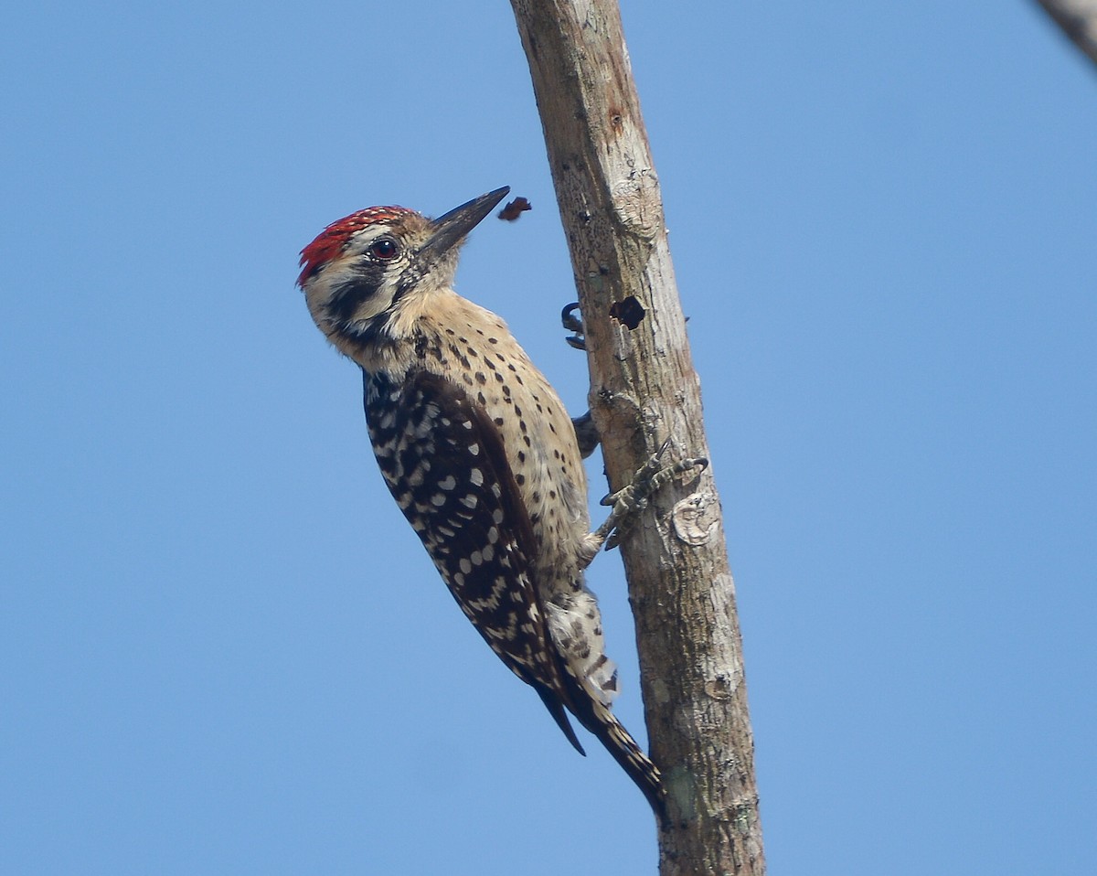 Ladder-backed Woodpecker - ML634445508