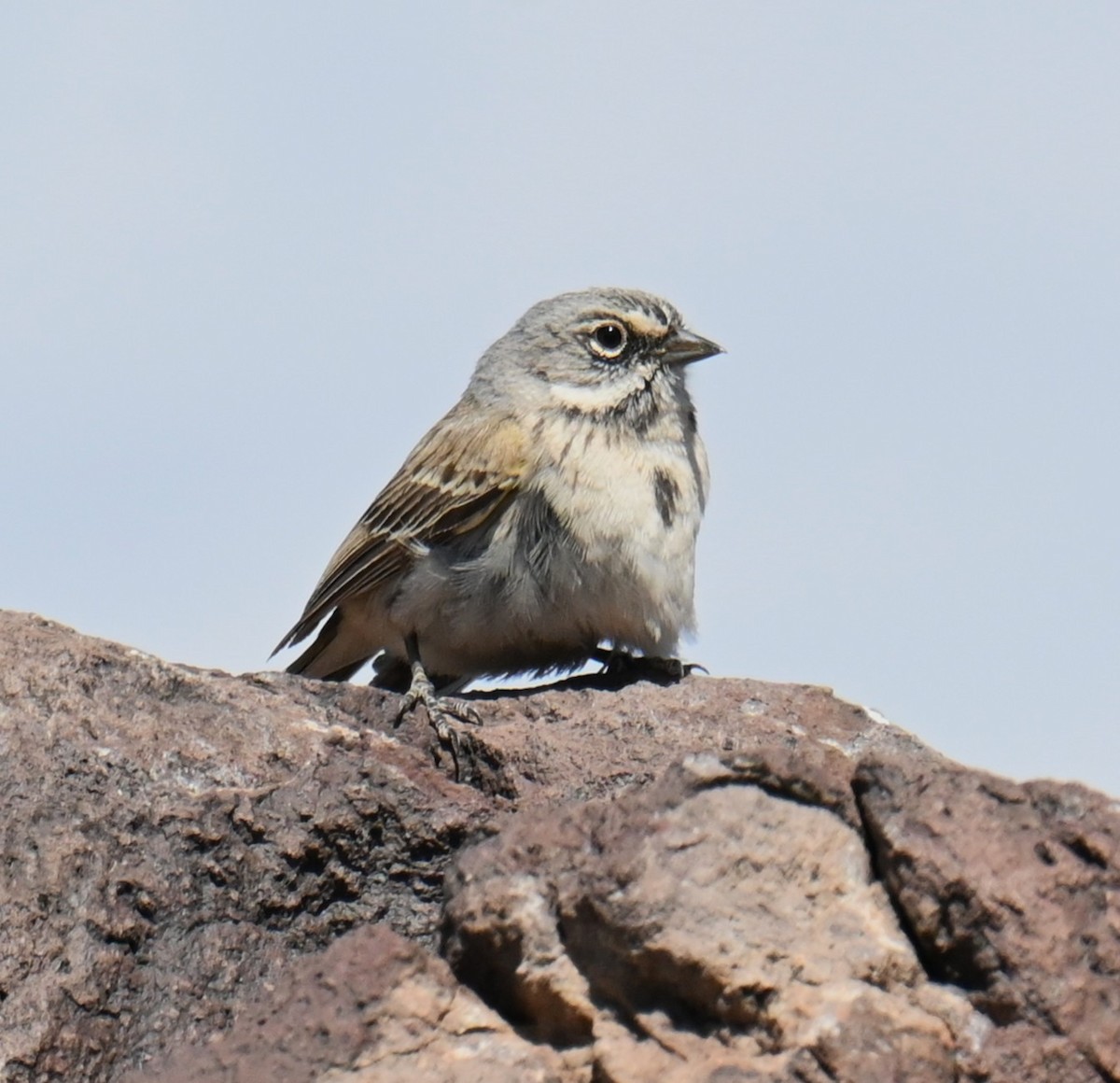 Bell's Sparrow - ML634445536