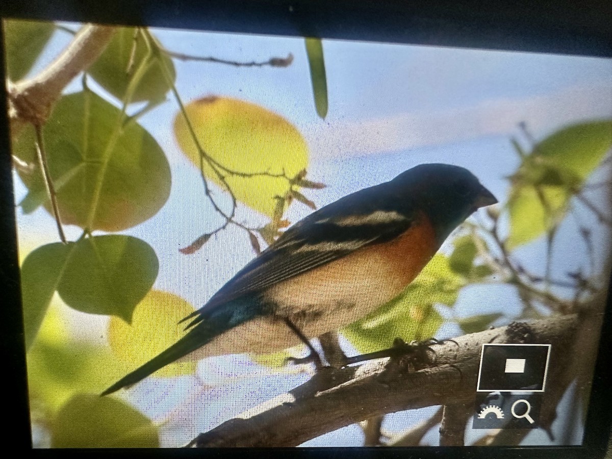 Lazuli Bunting - ML634445600