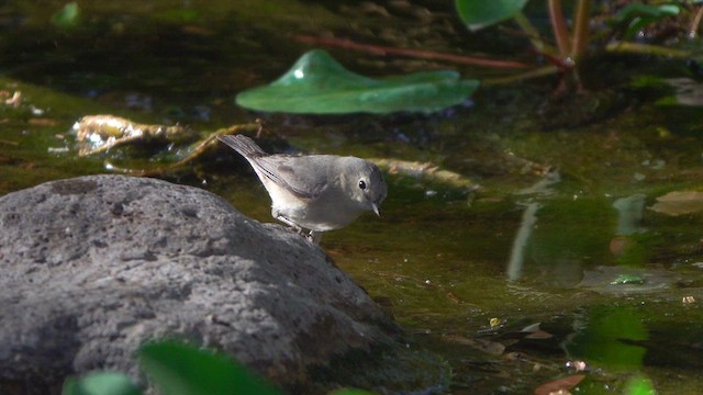 Lucy's Warbler - ML634445607