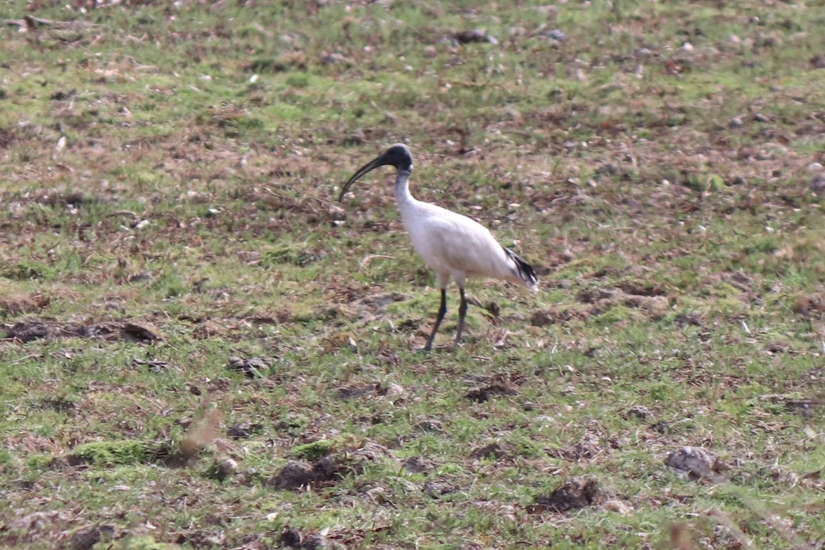 Australian Ibis - ML634445728