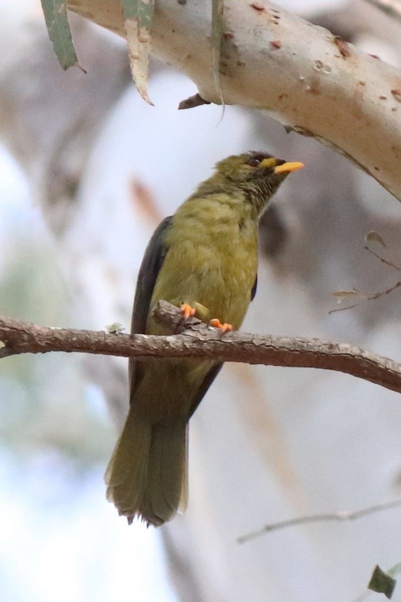 Bell Miner - ML634445730