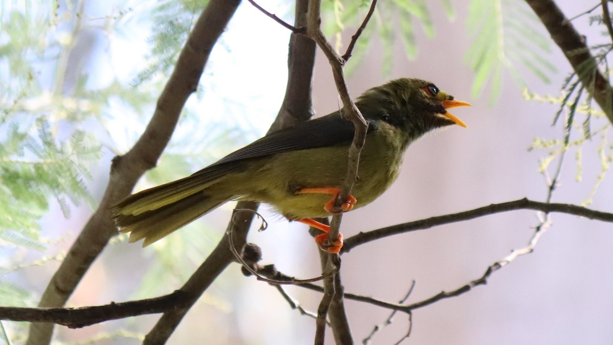 Bell Miner - ML634445733