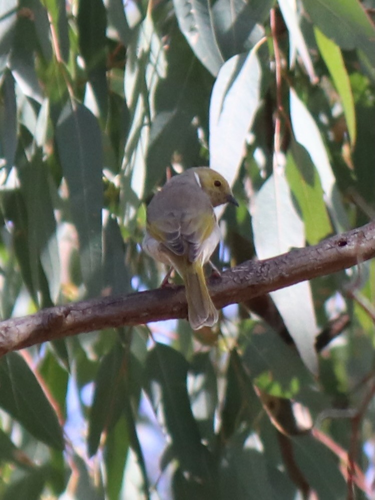 White-plumed Honeyeater - ML634445739