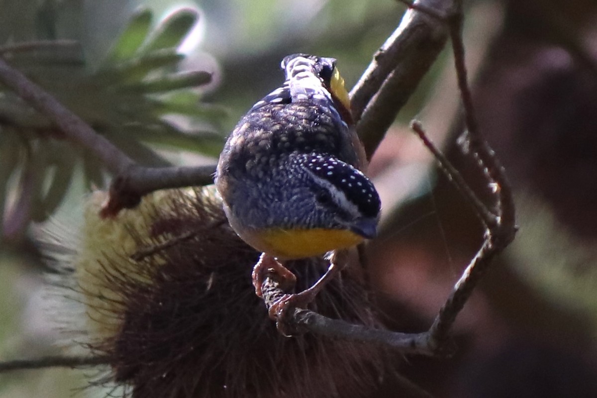 Spotted Pardalote - ML634445745