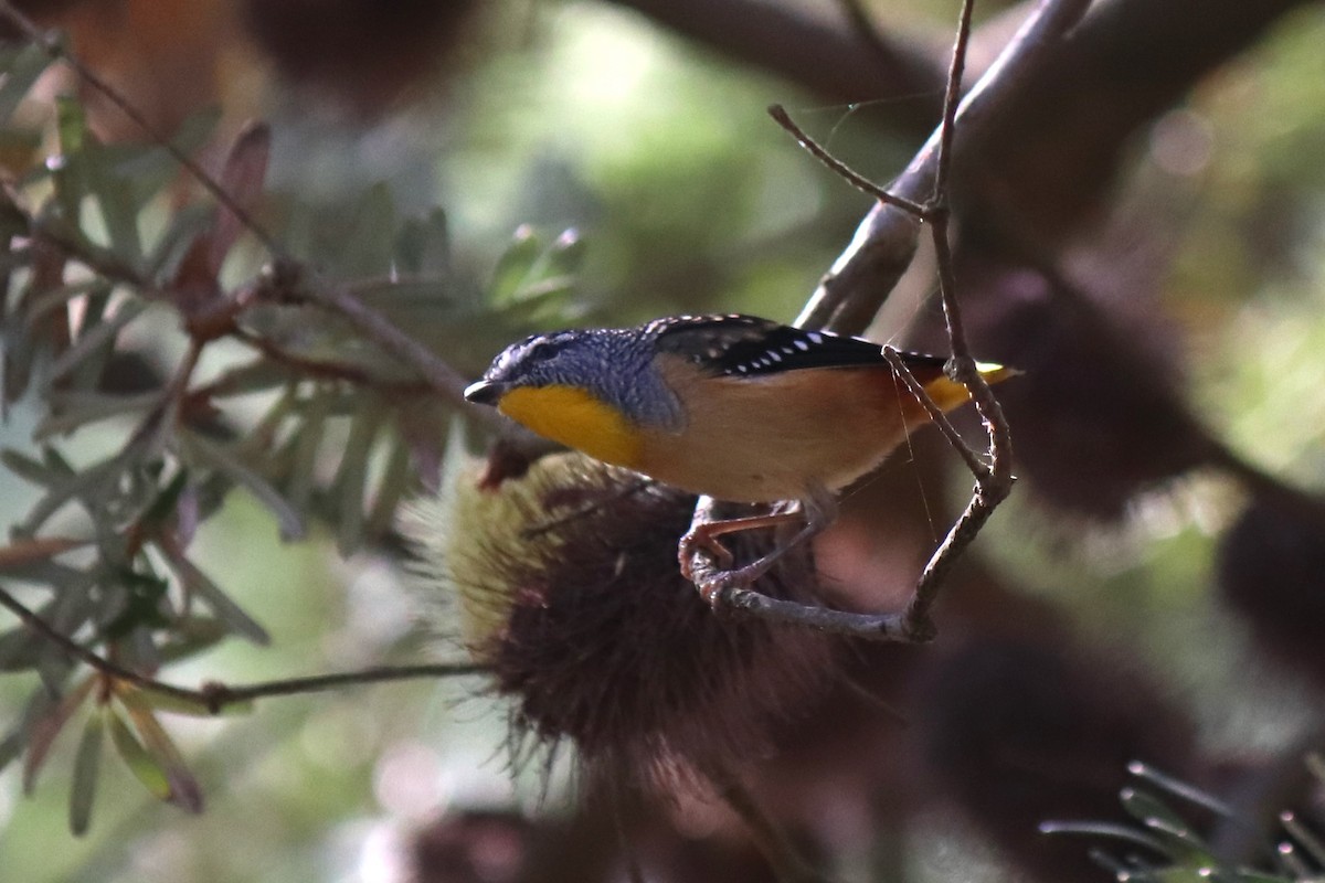 Spotted Pardalote - ML634445746