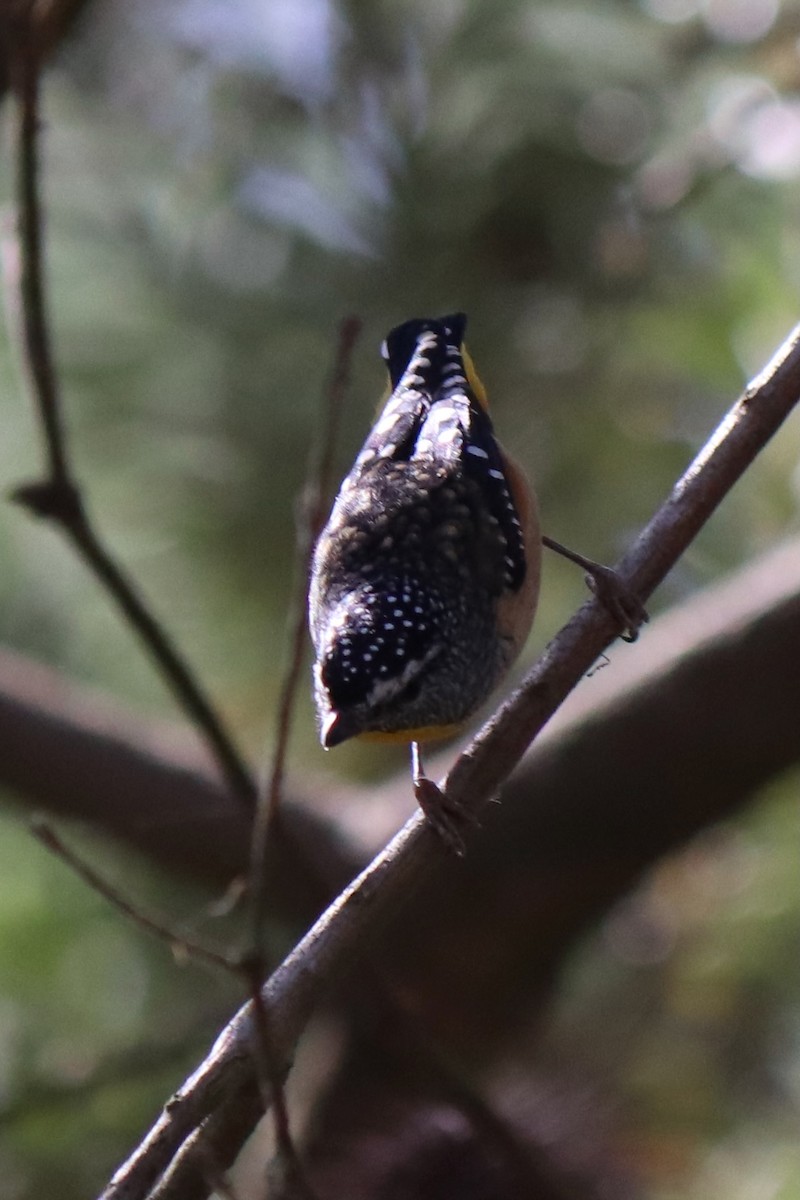 Spotted Pardalote - ML634445747