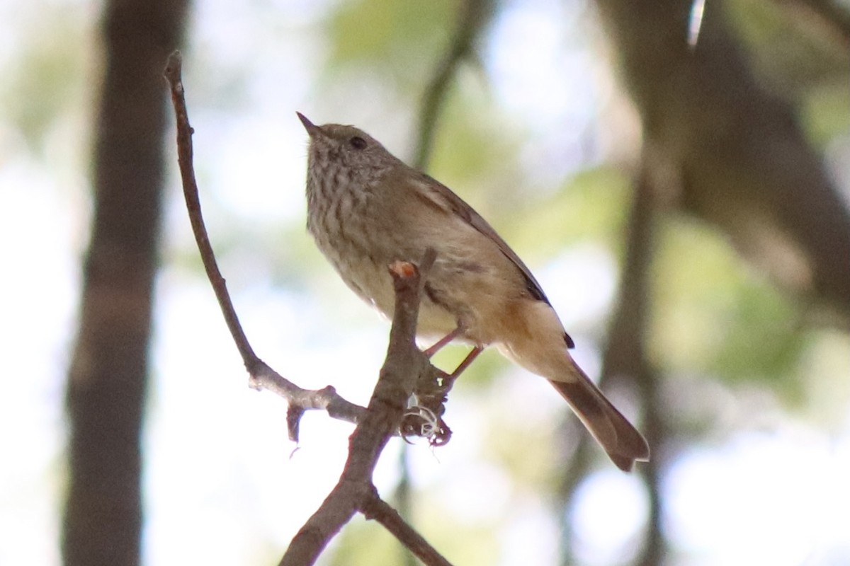 Brown Thornbill - ML634445762