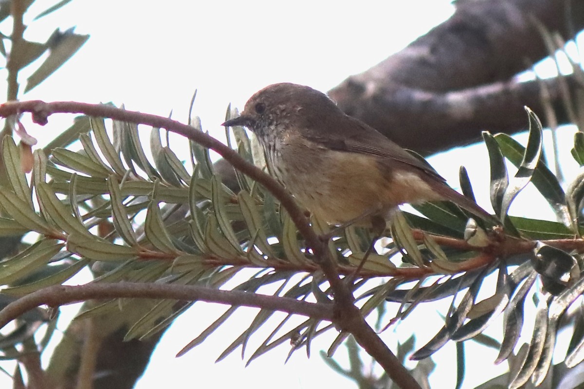 Brown Thornbill - ML634445763