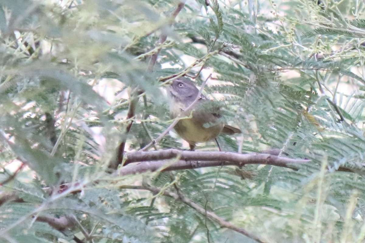 White-browed Scrubwren - ML634445765