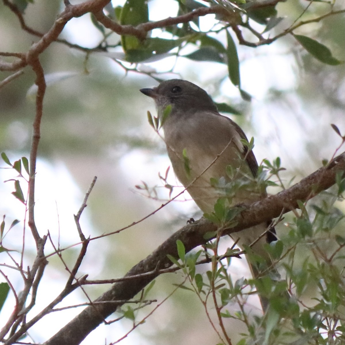 Golden Whistler - ML634445771