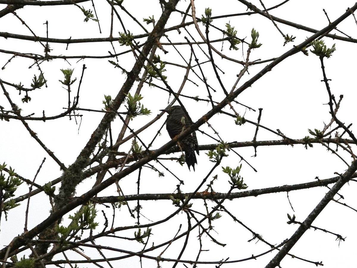 Northern Flicker - ML634445848