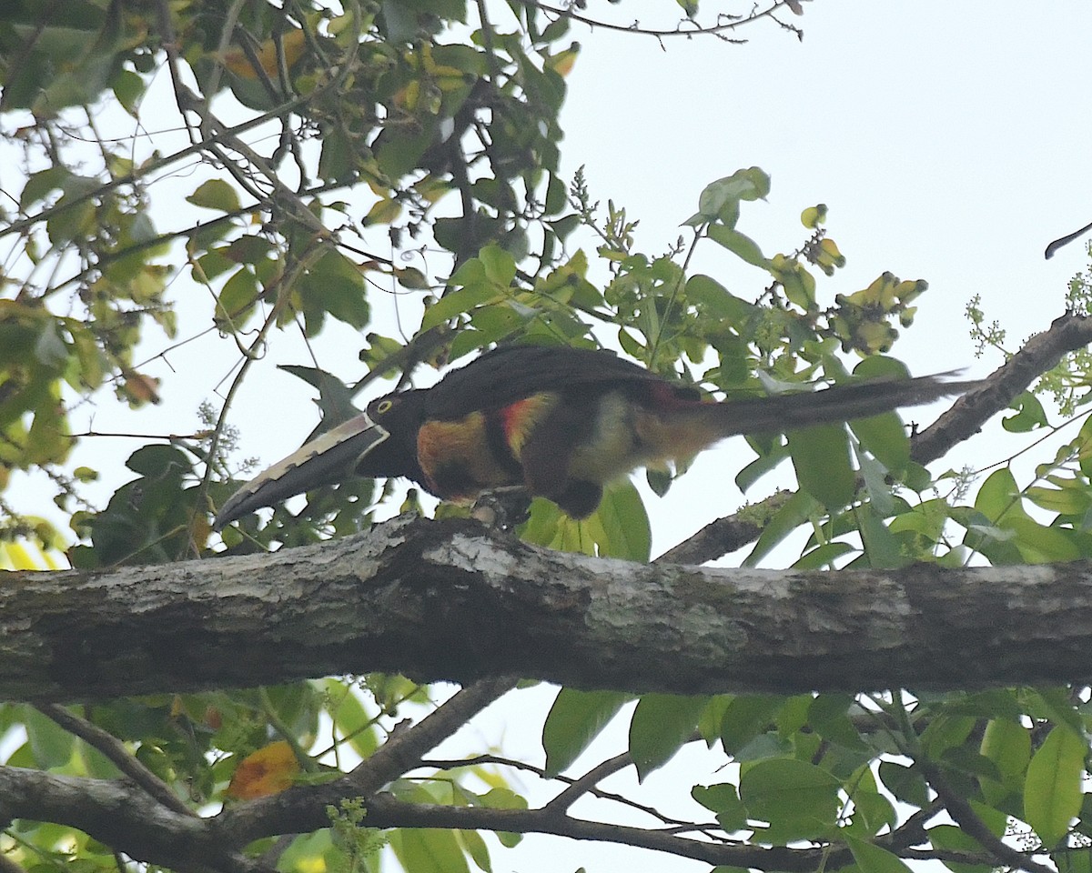 Kuşaklı/Soluk Gagalı Arasari - ML634446111