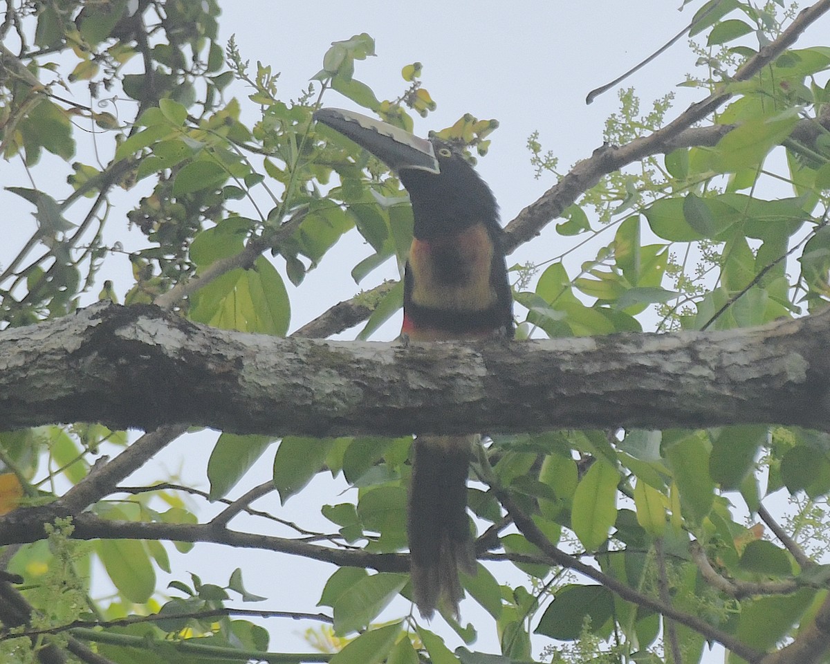 Kuşaklı/Soluk Gagalı Arasari - ML634446134