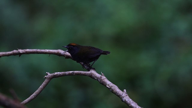 Wrenthrush - ML634446152