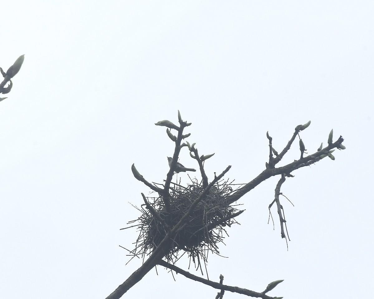 Double-banded Graytail - ML634446188