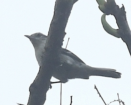 Double-banded Graytail - ML634446214