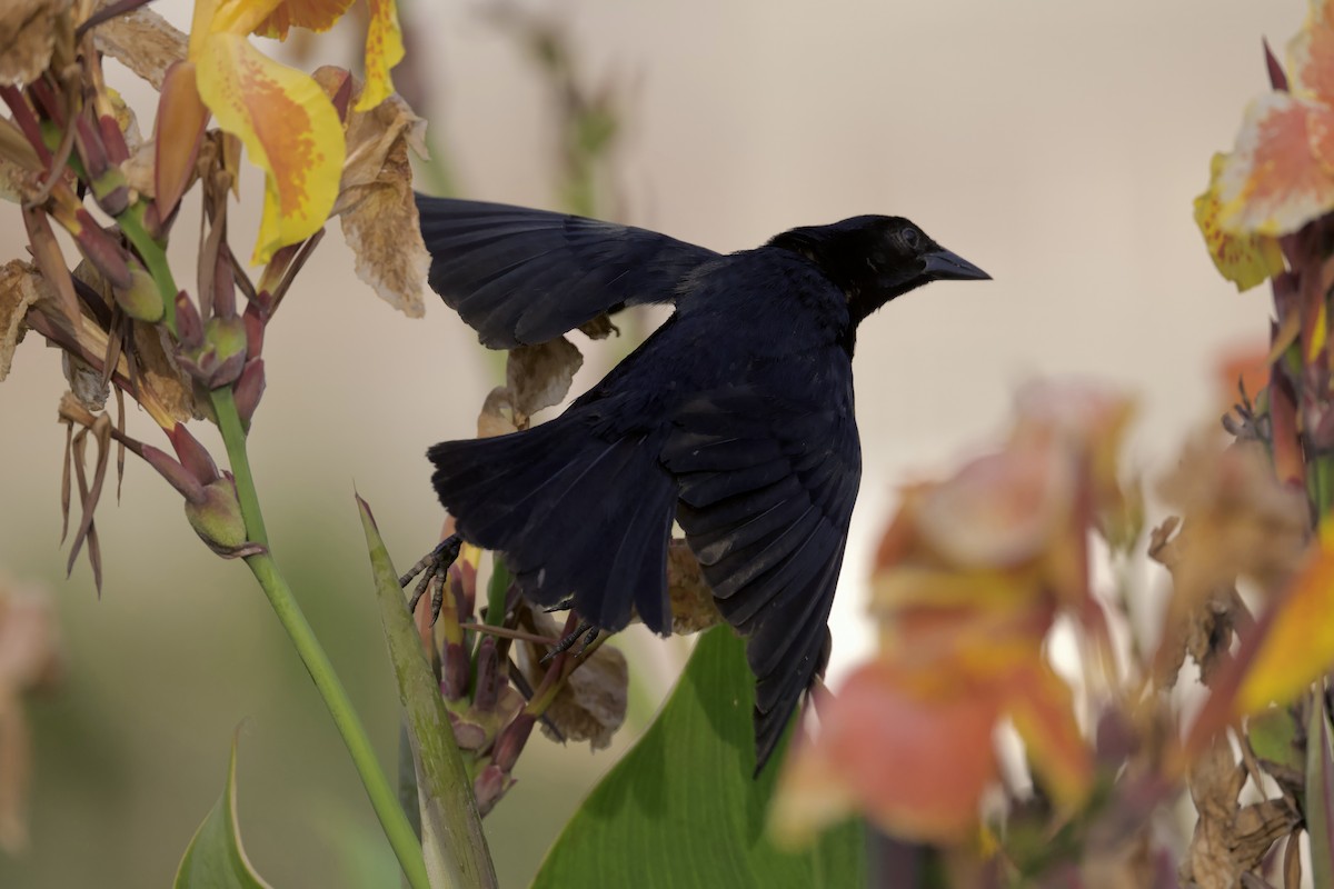 Scrub Blackbird - ML634446453