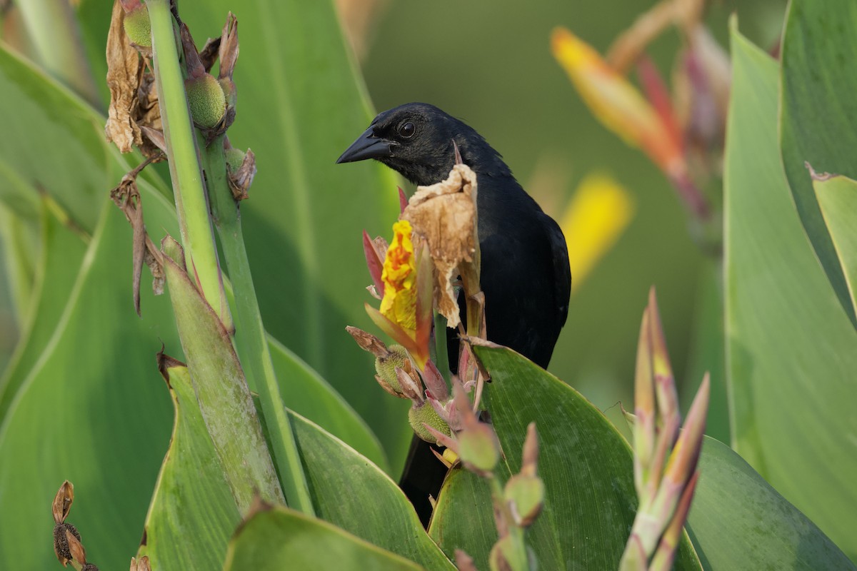 Scrub Blackbird - ML634446456