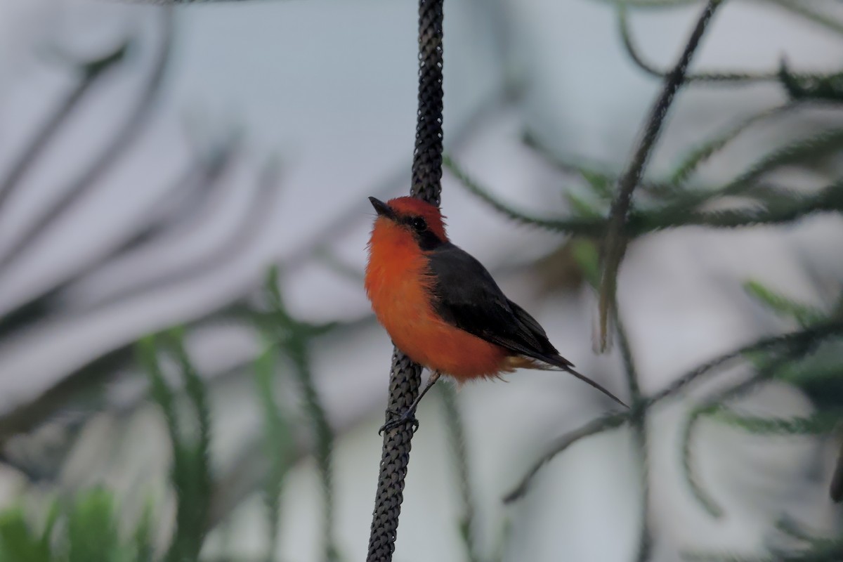 Vermilion Flycatcher (obscurus Group) - ML634446482