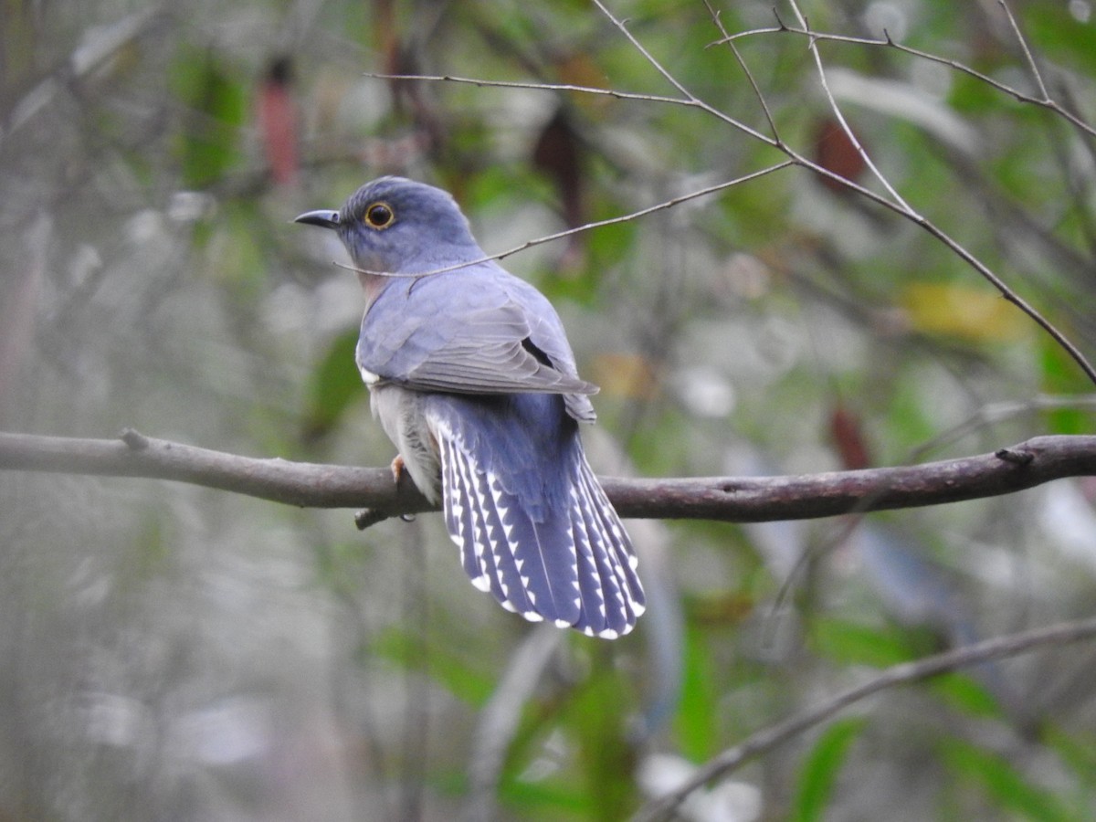 Fan-tailed Cuckoo - ML634446548
