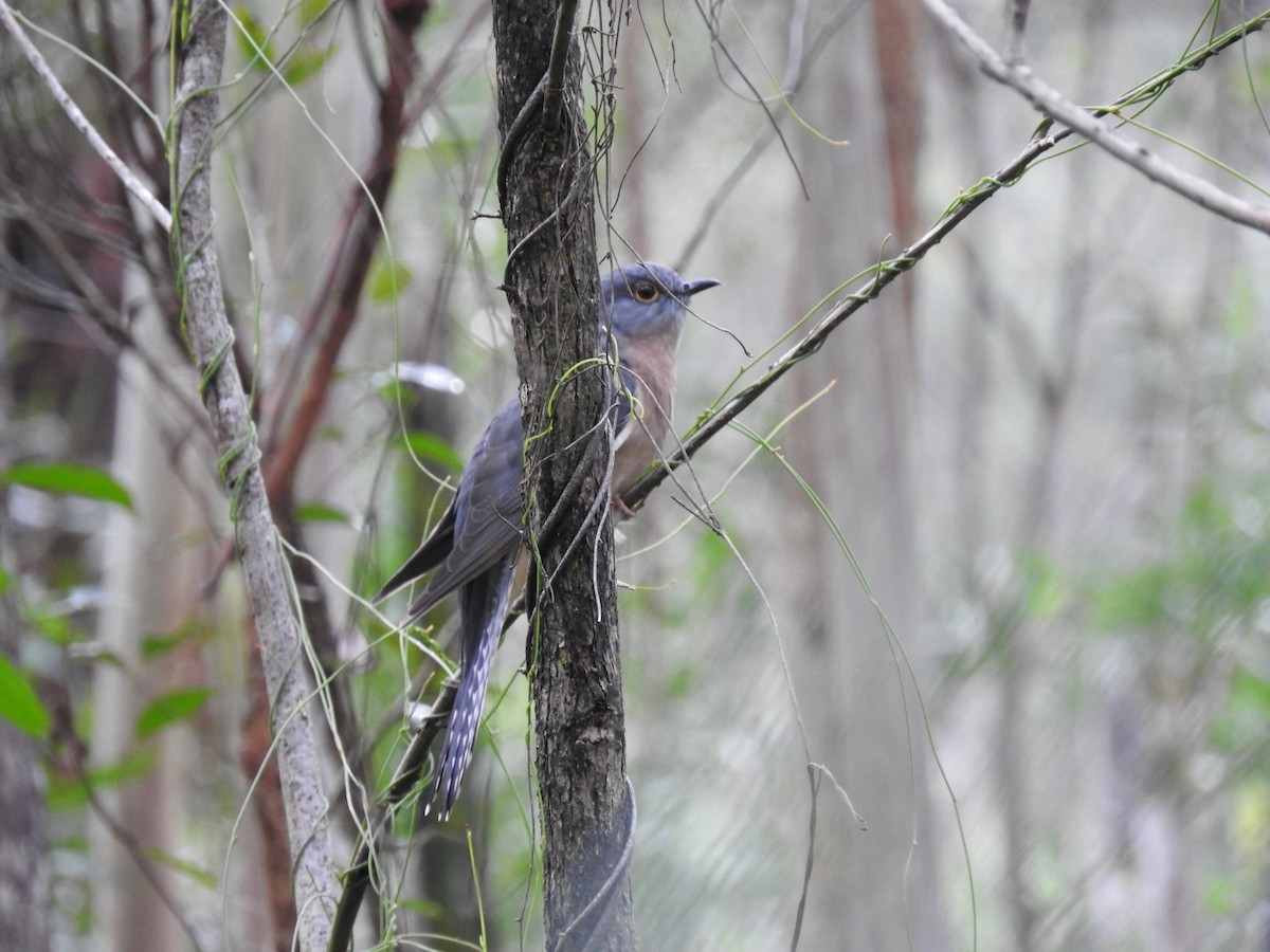 Fan-tailed Cuckoo - ML634446549