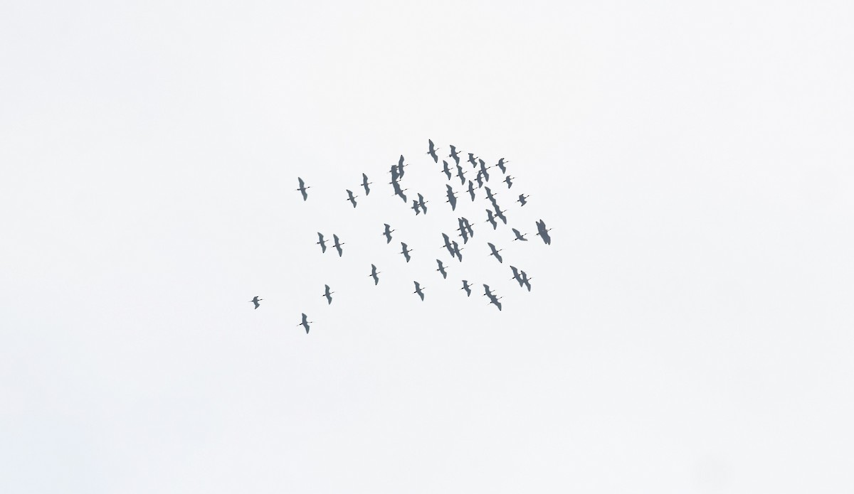 ibis hnědý - ML634446554