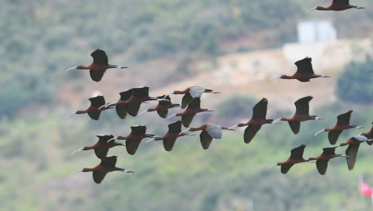 ibis hnědý - ML634446555