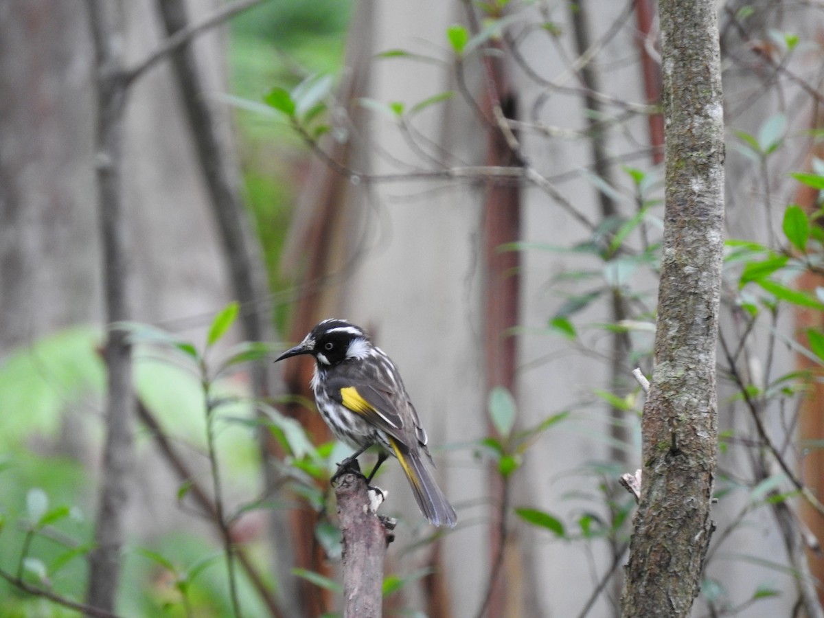 New Holland Honeyeater - ML634446580