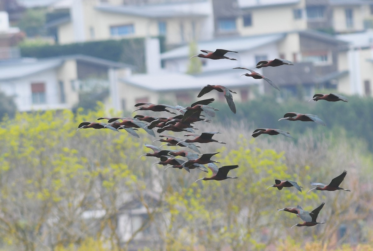 ibis hnědý - ML634446582