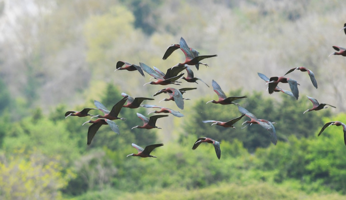 ibis hnědý - ML634446583