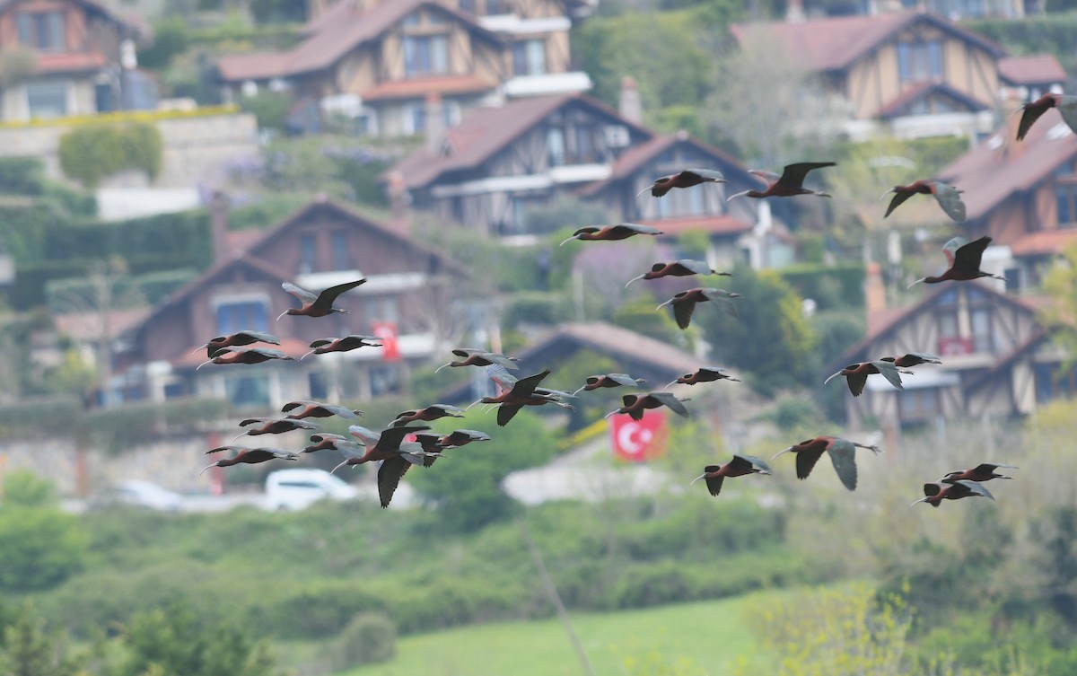 ibis hnědý - ML634446584