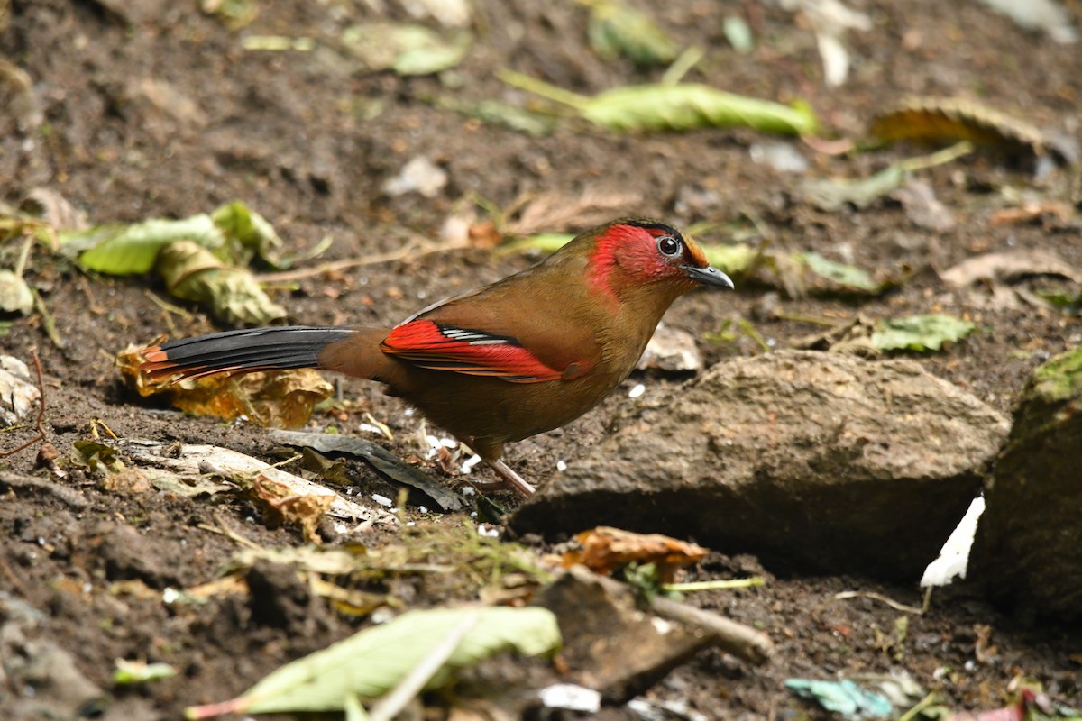 Red-faced Liocichla - ML634446587