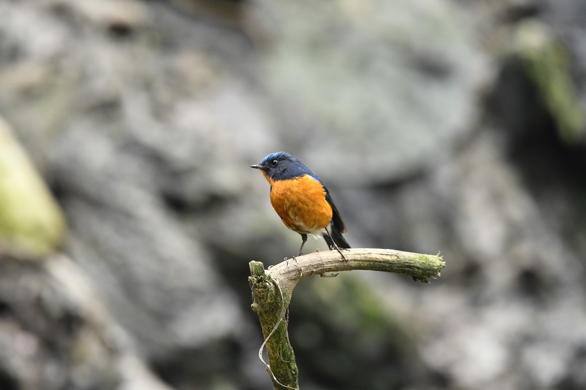 Rufous-breasted Bush-Robin - ML634446599