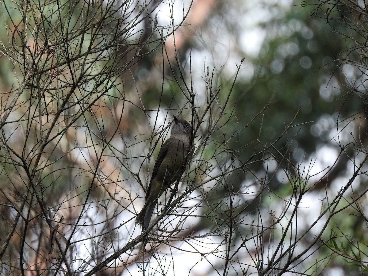 Golden Whistler - ML634446619